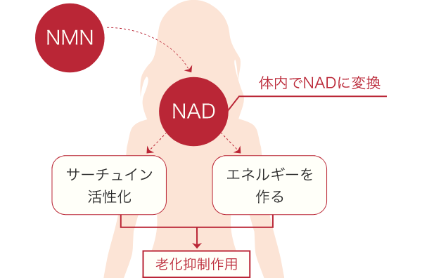 長寿遺伝子を活性化させるNAD