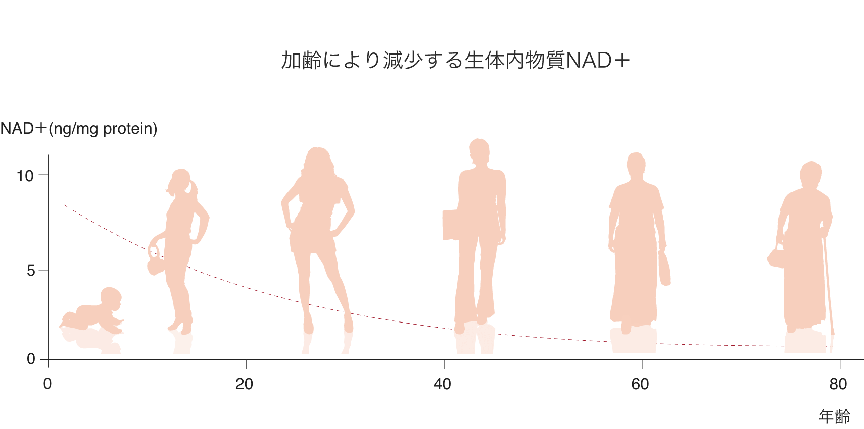 加齢により減少する生体内物質NAD＋